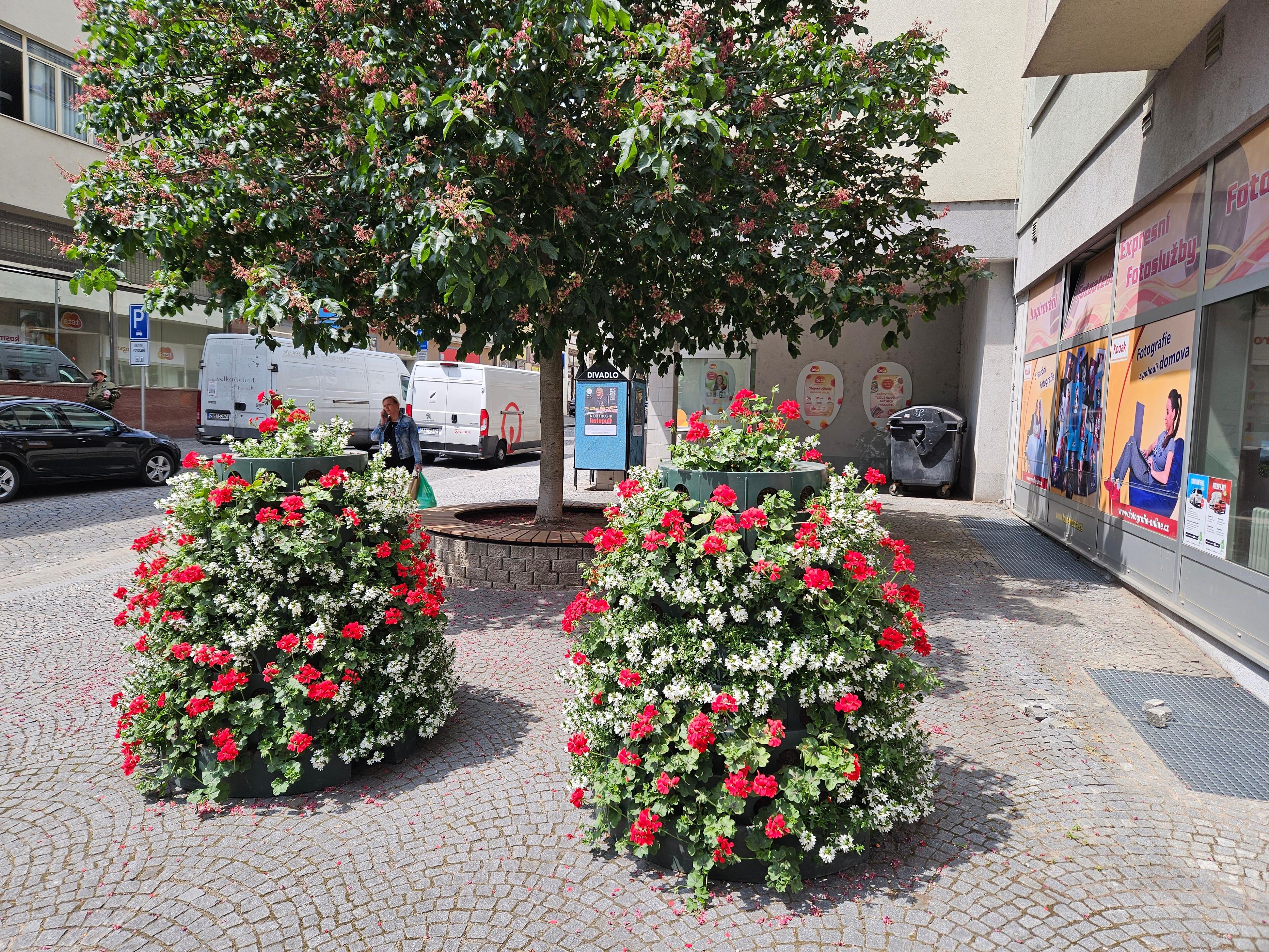 Rostliny pro květinovou výzdobu přijely do Kolína z Regensburgu